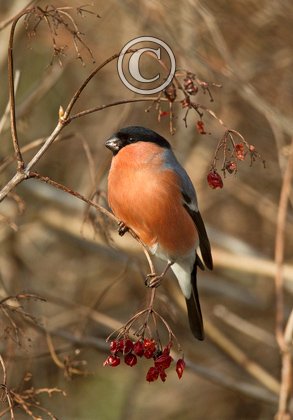 Male Bullfinch DM1461